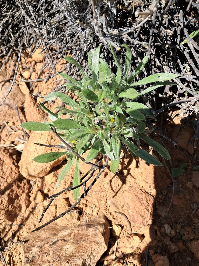 Aizoon giessii photo 5