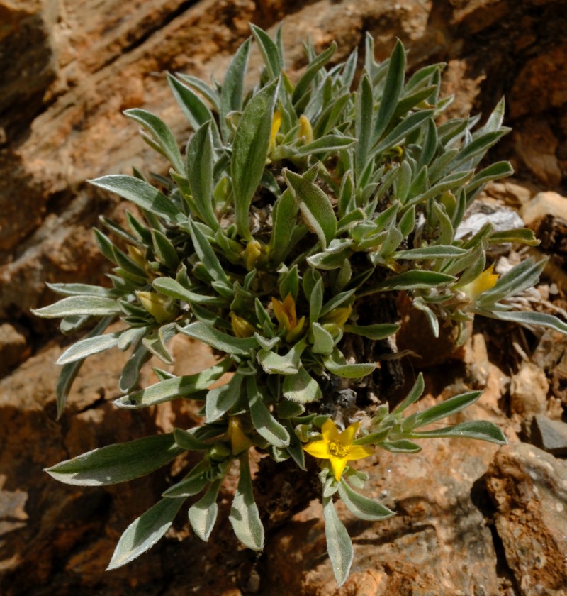 Aizoon giessii photo 6
