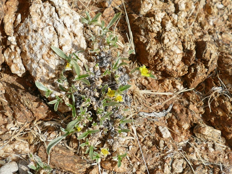 Aizoon giessii photo 8
