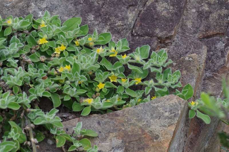 Aizoon glinoides