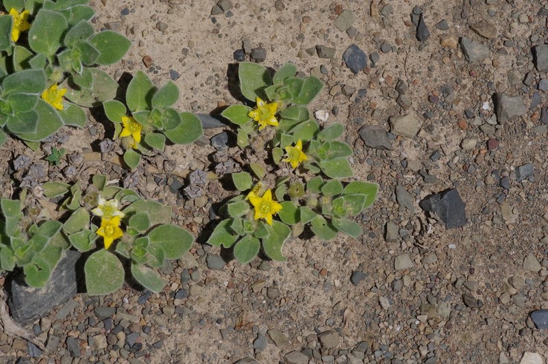 Aizoon glinoides photo 2