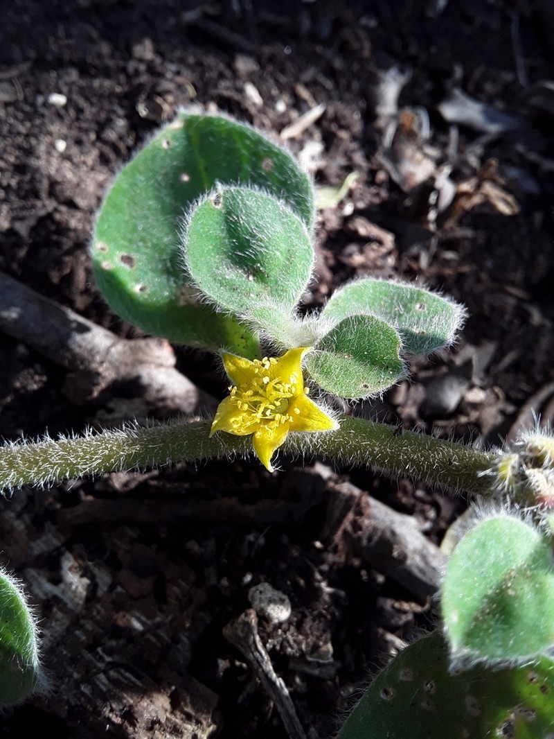 Aizoon glinoides photo 3