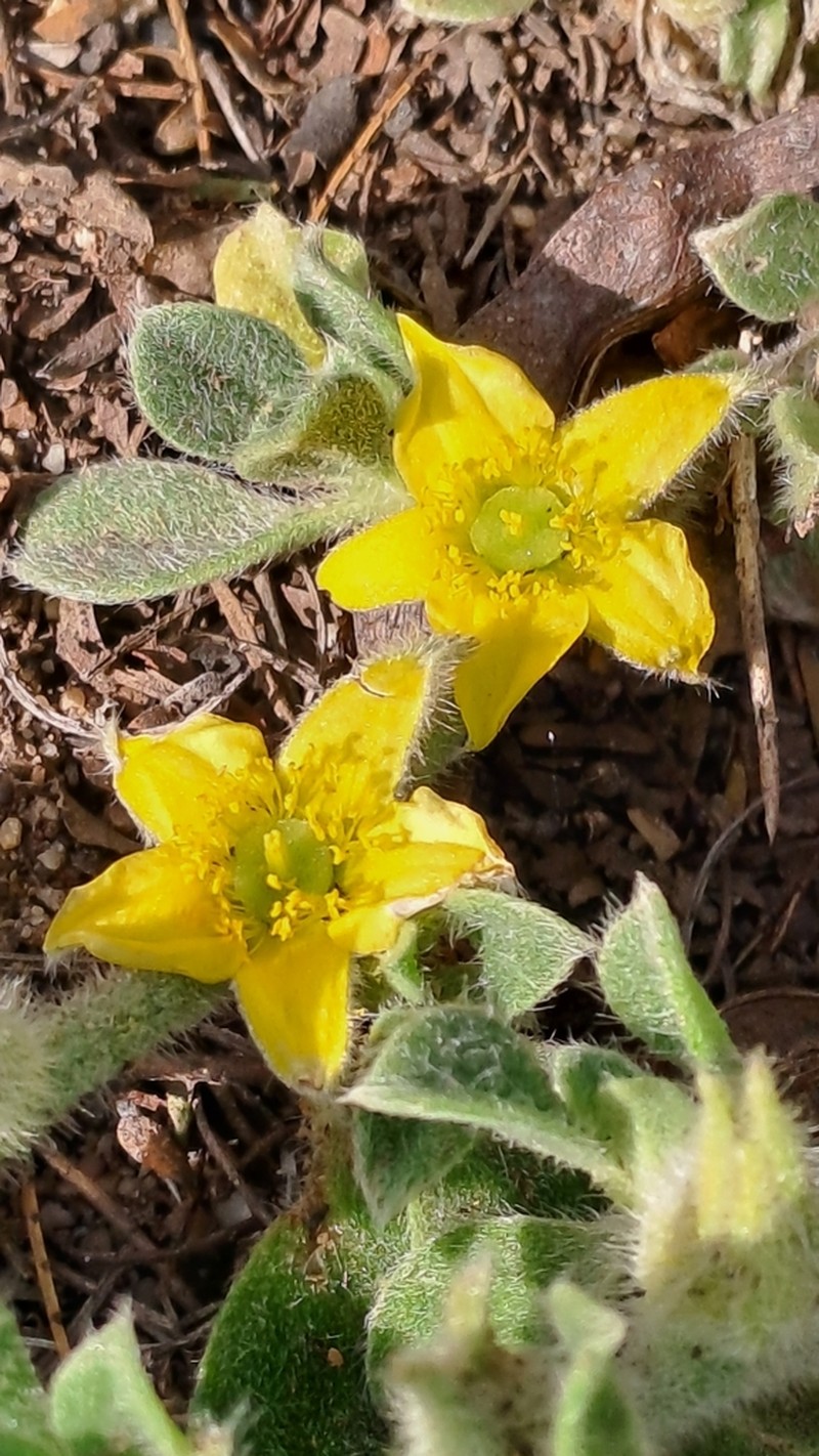 Aizoon glinoides photo 4