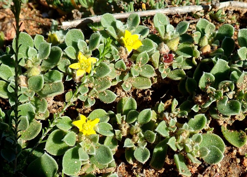 Aizoon glinoides photo 5