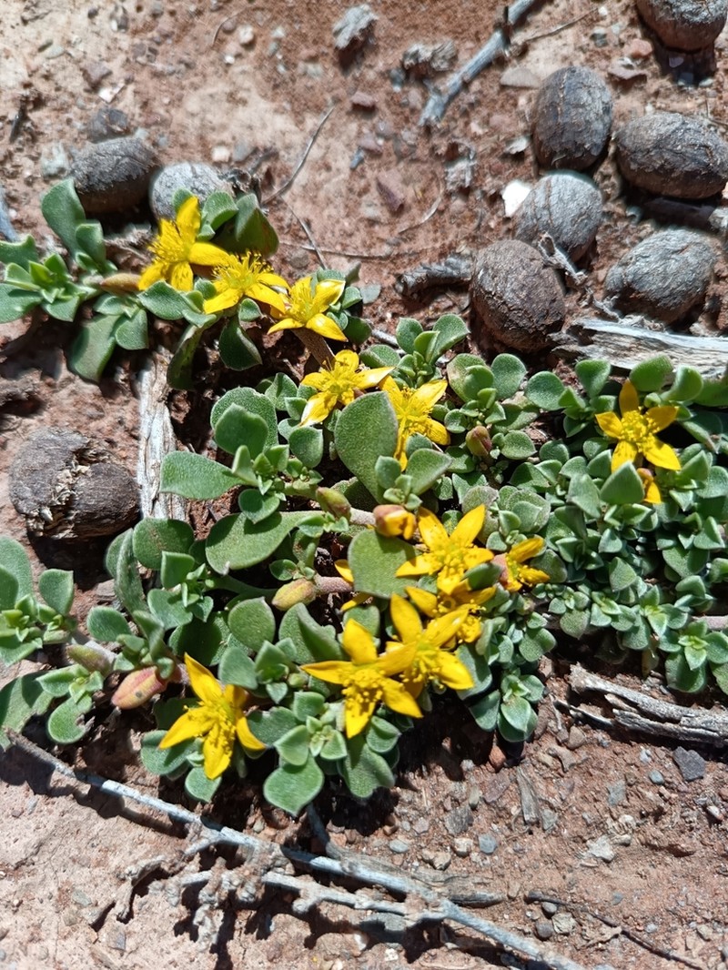 Aizoon glinoides photo 6