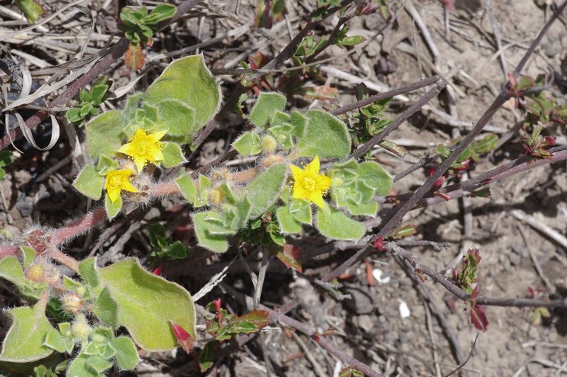 Aizoon glinoides photo 7