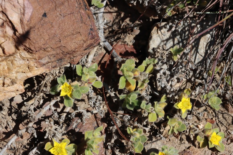 Aizoon glinoides photo 8
