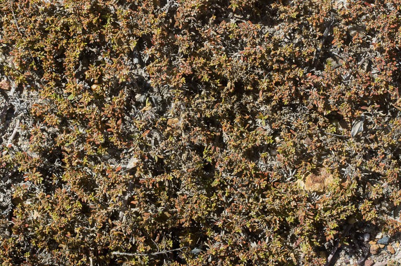 Aizoon herniariifolium