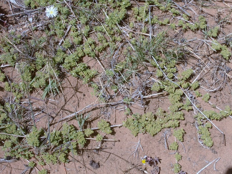 Aizoon herniariifolium photo 2