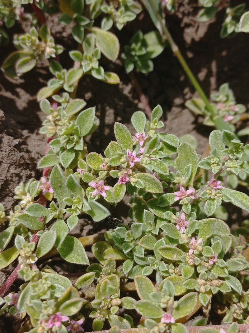 Aizoon herniariifolium photo 3