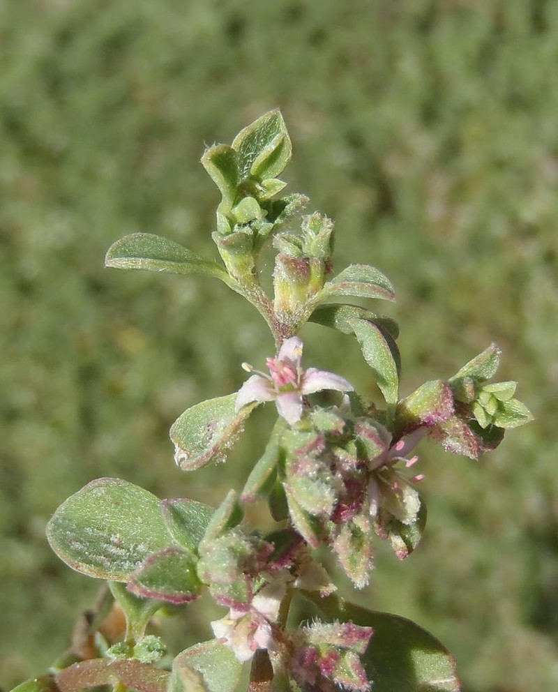 Aizoon herniariifolium photo 4