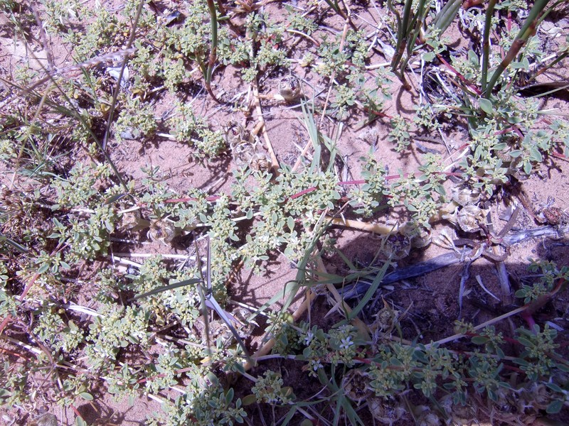 Aizoon herniariifolium photo 5