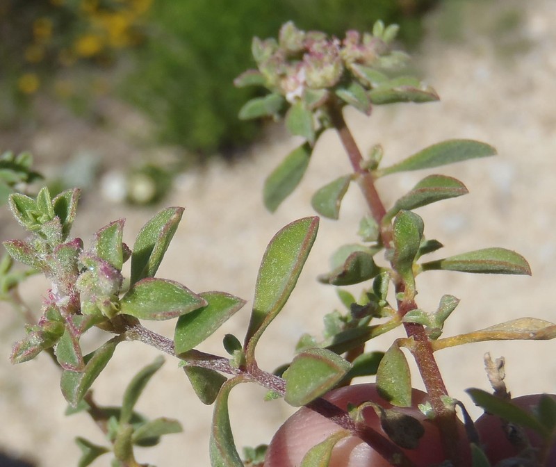 Aizoon herniariifolium photo 6