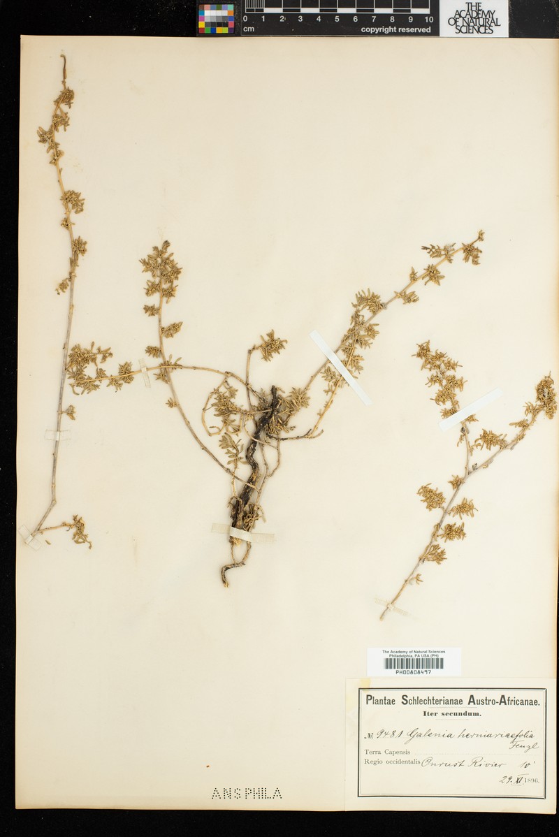 Aizoon herniariifolium photo 7
