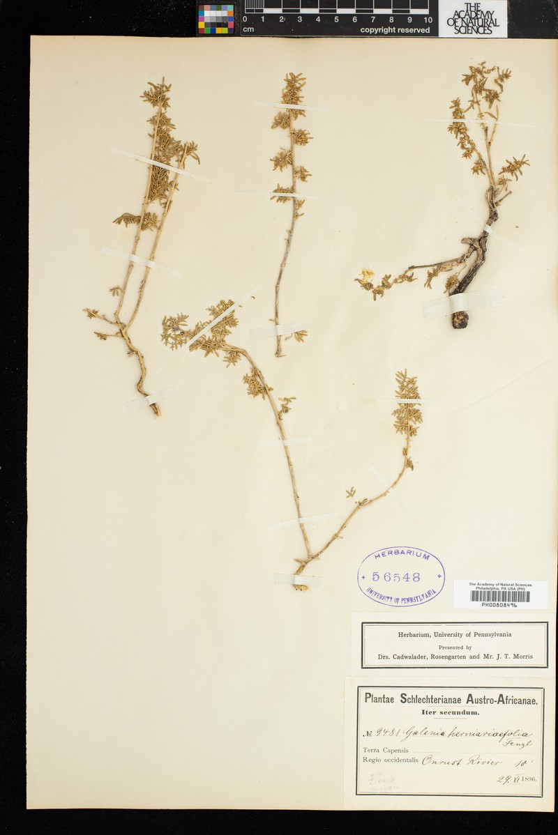 Aizoon herniariifolium photo 8