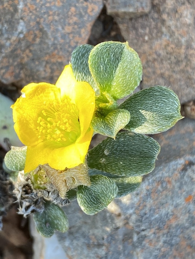Aizoon karooicum