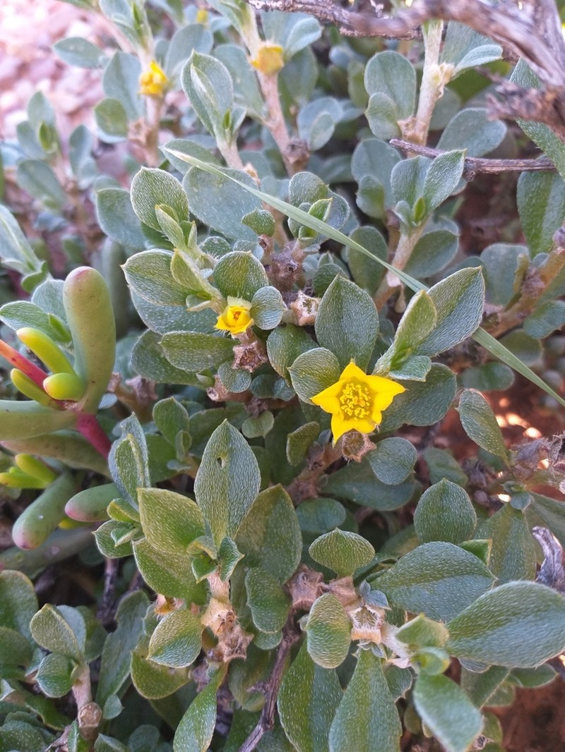 Aizoon karooicum photo 2