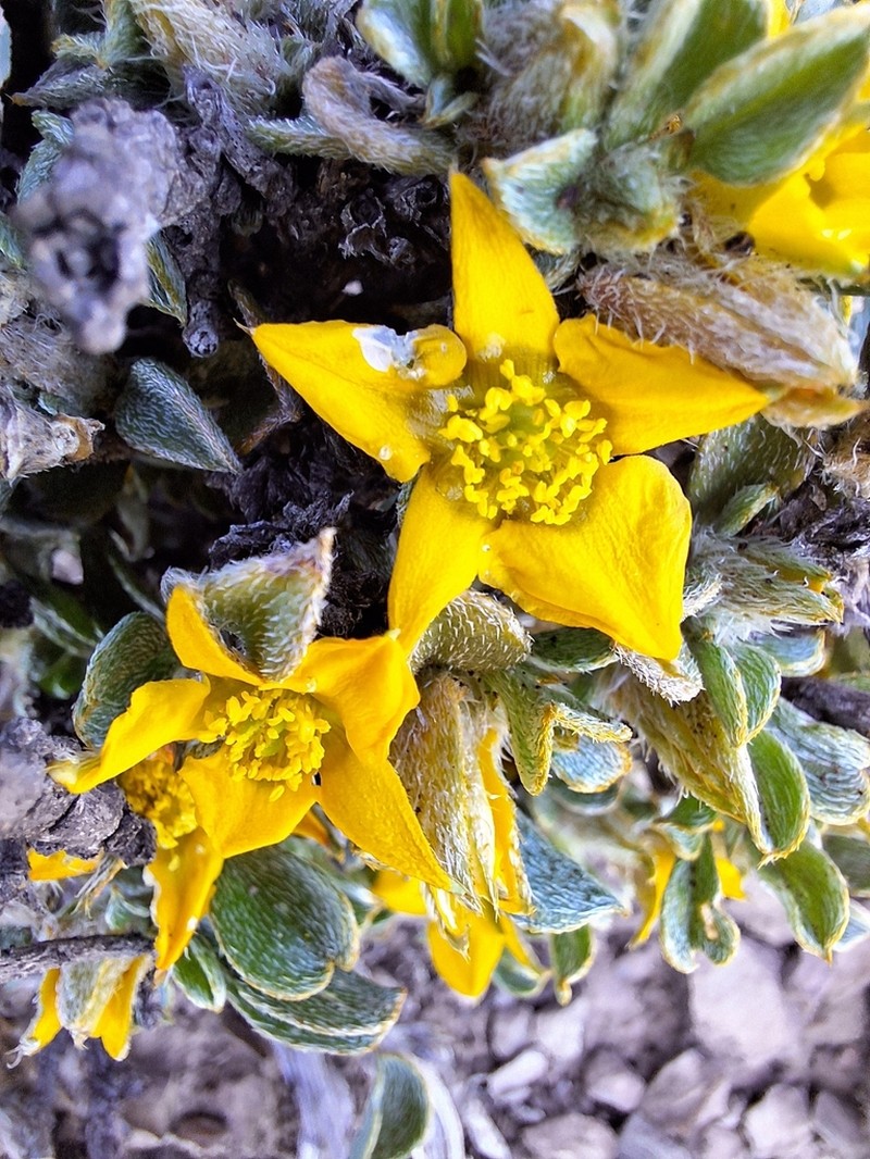 Aizoon karooicum photo 3