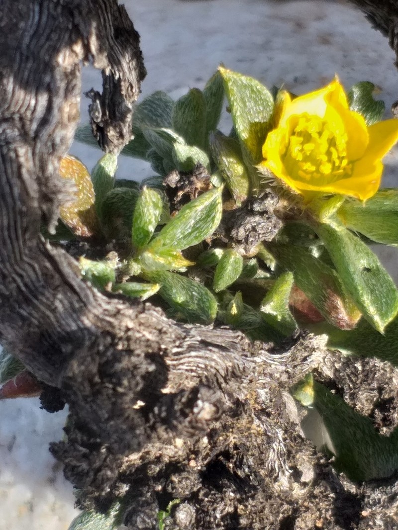 Aizoon karooicum photo 4