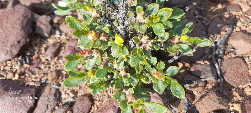 Aizoon karooicum photo 5
