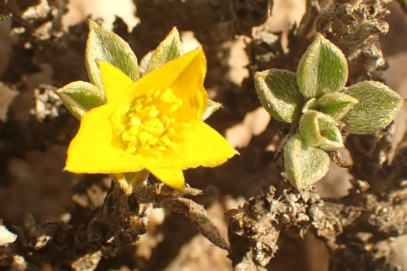 Aizoon karooicum photo 6