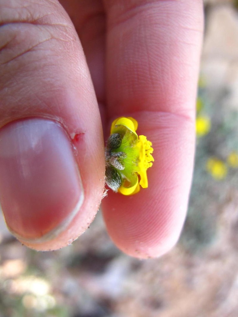 Aizoon karooicum photo 8