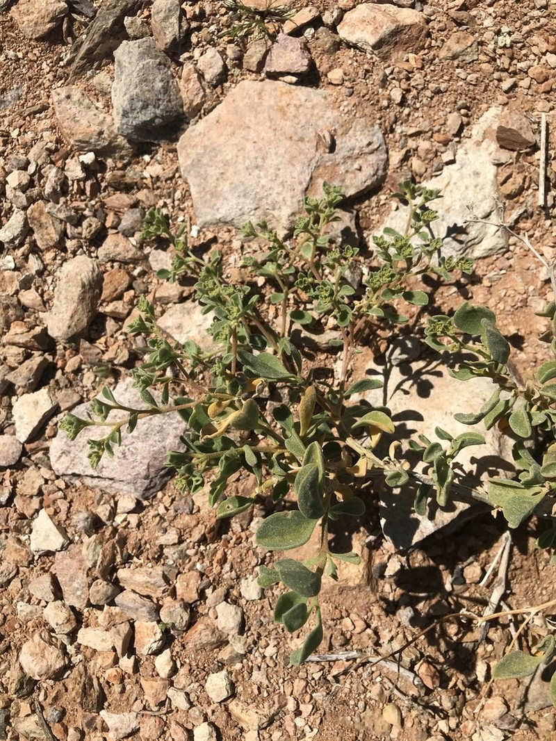 Aizoon mezianum photo 3