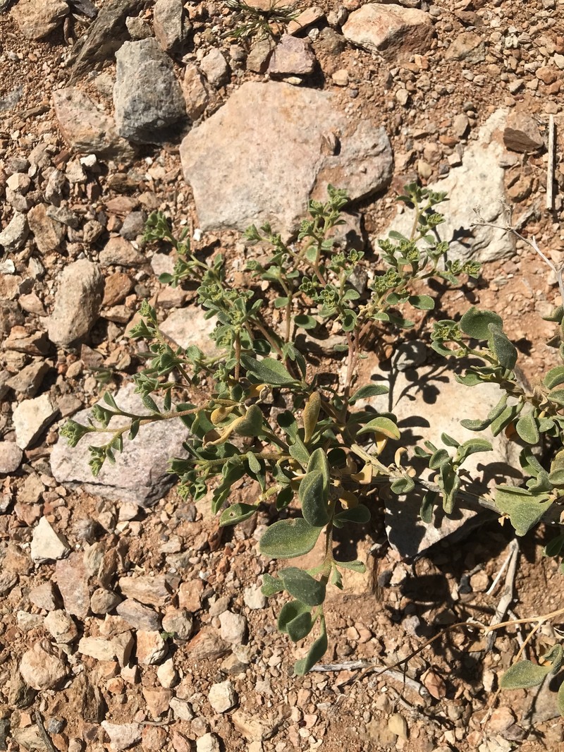 Aizoon mezianum photo 8