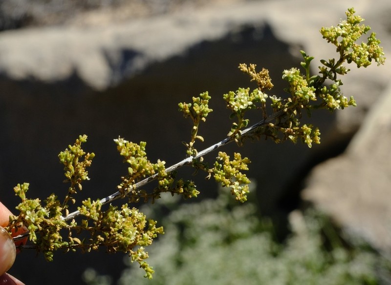 Aizoon neorigidum