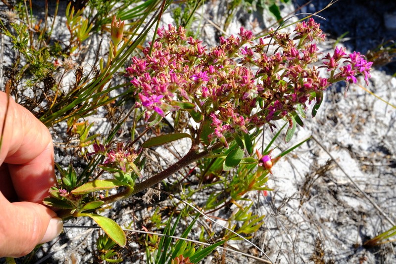 Aizoon paniculatum