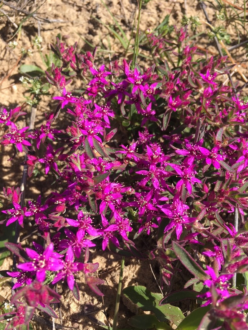 Aizoon paniculatum photo 2