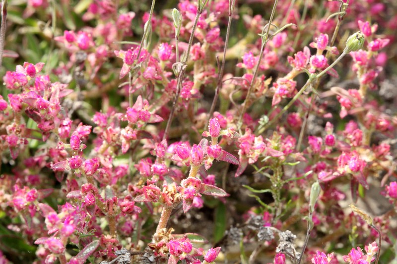 Aizoon paniculatum photo 3