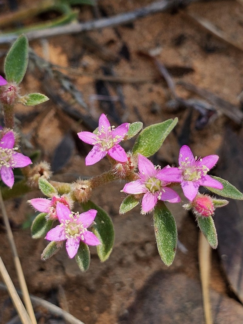 Aizoon paniculatum photo 4