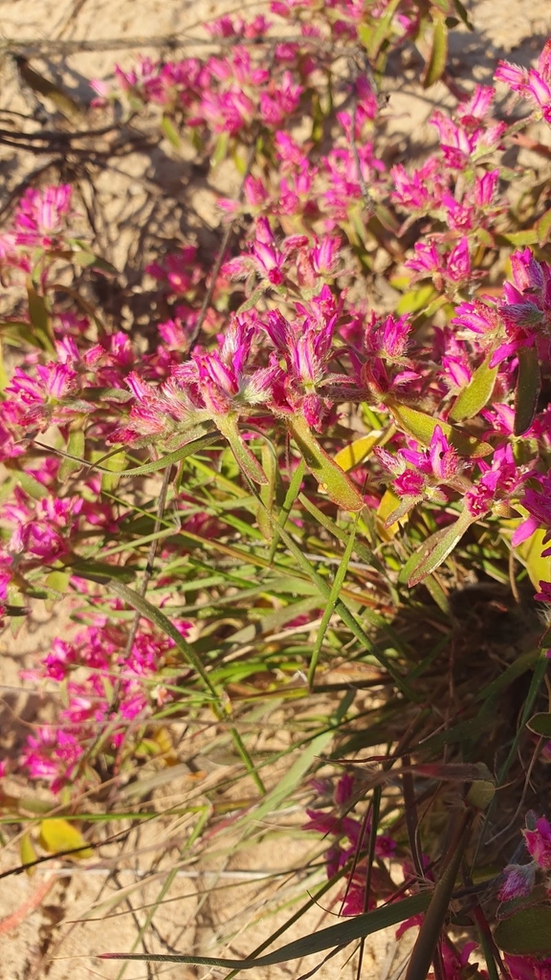 Aizoon paniculatum photo 5
