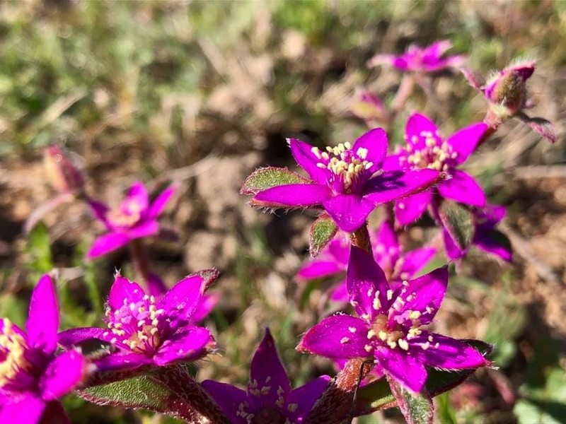 Aizoon paniculatum photo 6