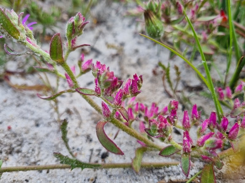 Aizoon paniculatum photo 8