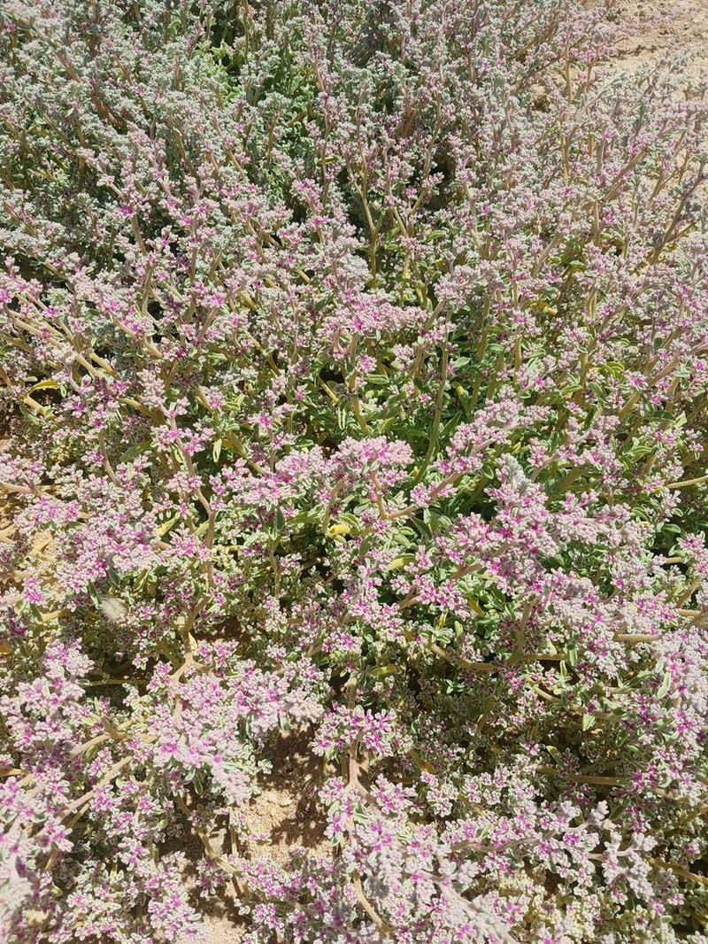 Aizoon papulosum
