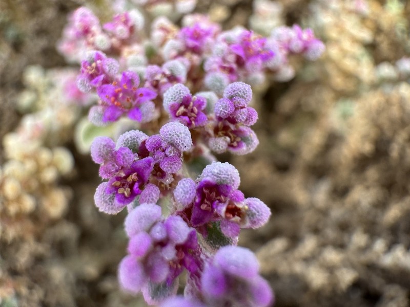 Aizoon papulosum photo 2