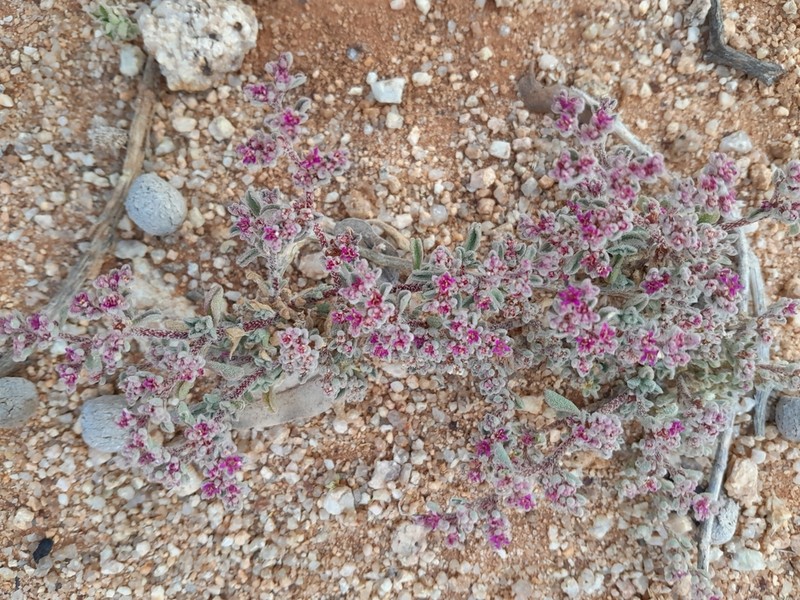 Aizoon papulosum photo 3