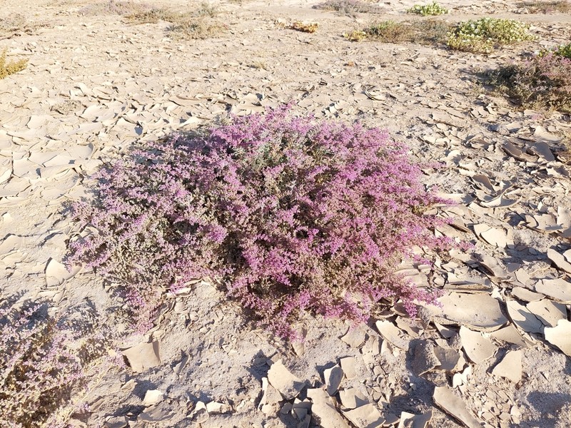 Aizoon papulosum photo 4