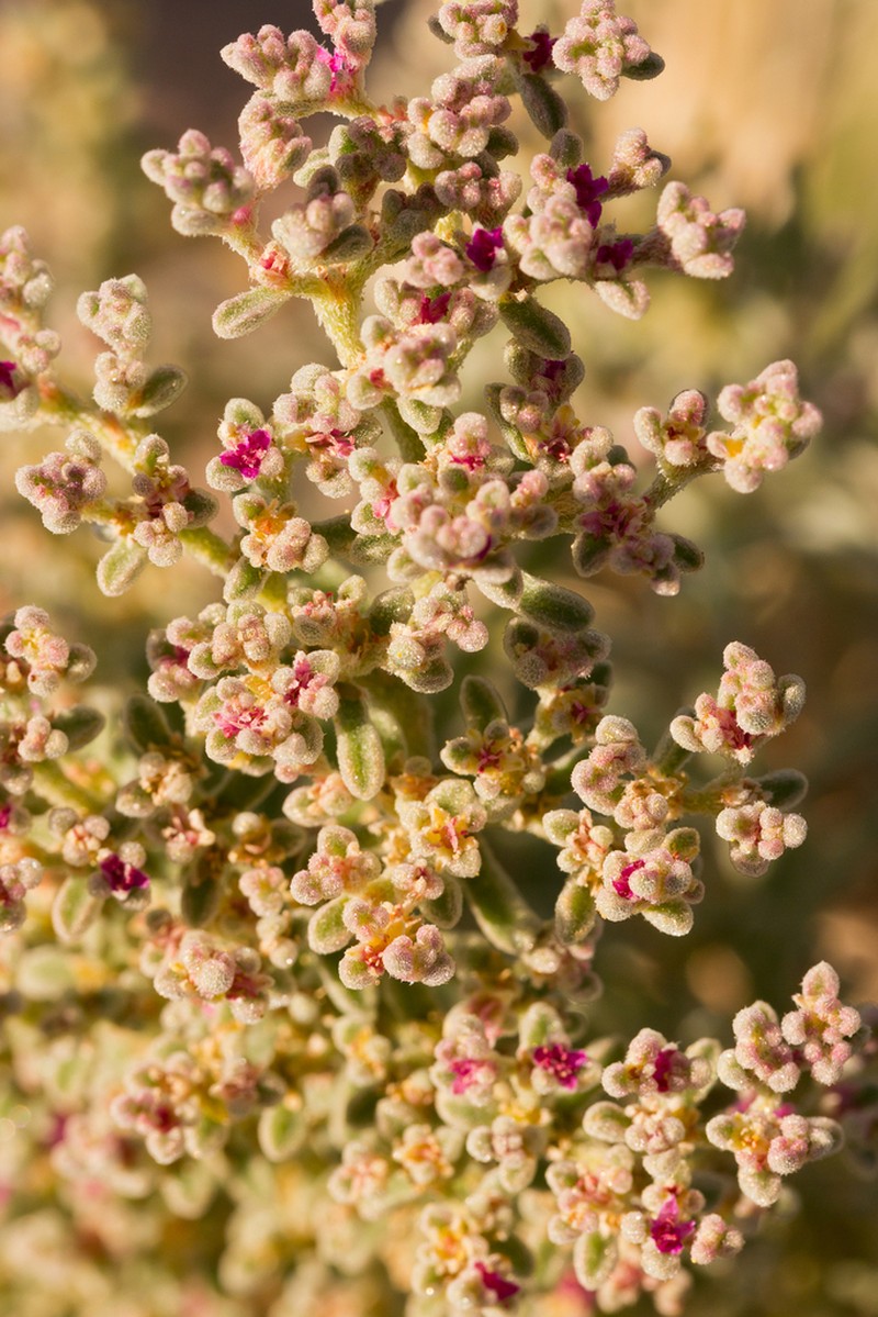Aizoon papulosum photo 5