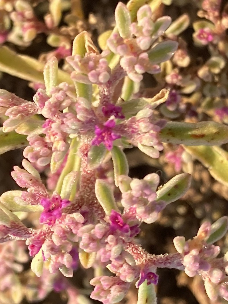Aizoon papulosum photo 6