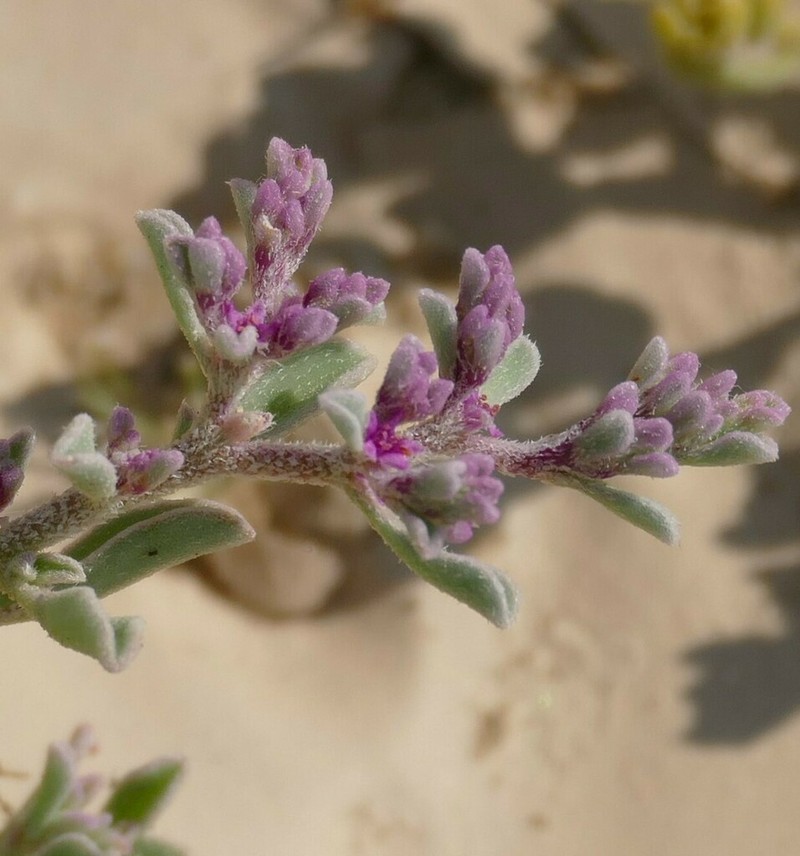 Aizoon papulosum photo 7