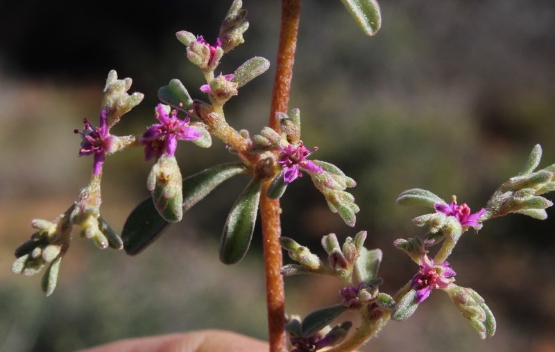 Aizoon papulosum photo 8