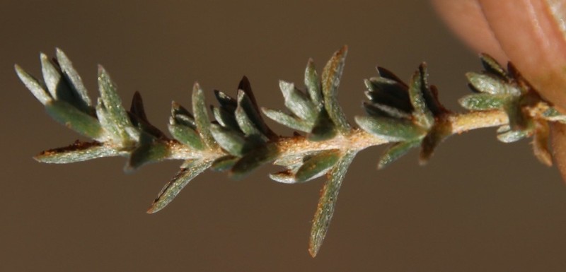 Aizoon plinthoides