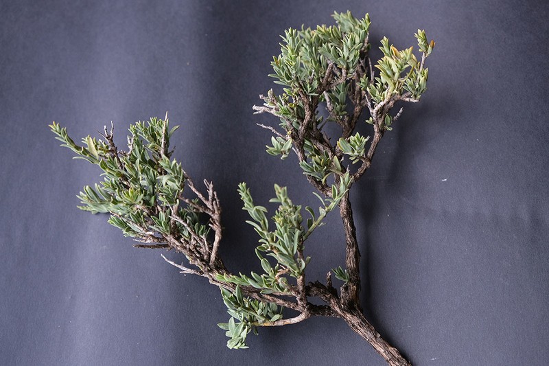 Aizoon plinthoides photo 2