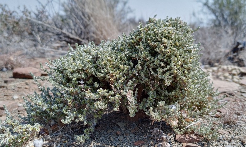 Aizoon plinthoides photo 3