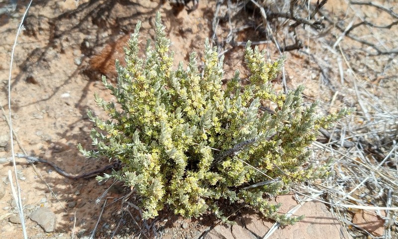 Aizoon plinthoides photo 4