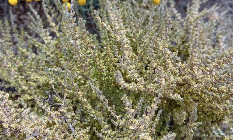 Aizoon plinthoides photo 5
