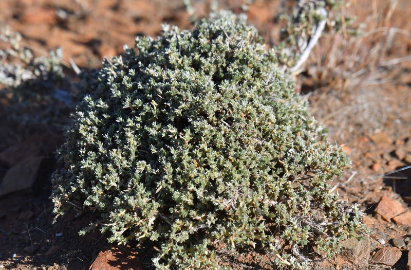 Aizoon plinthoides photo 6
